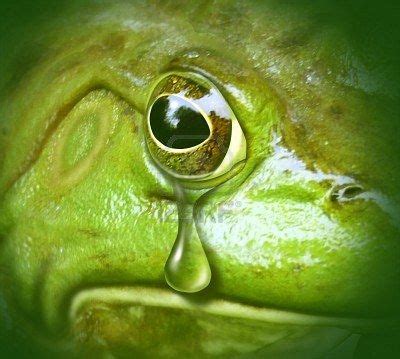 Can frogs cry?