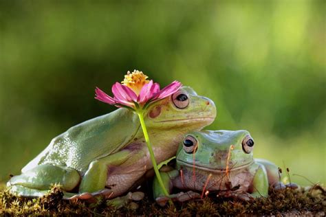 Can frogs feel love to humans?