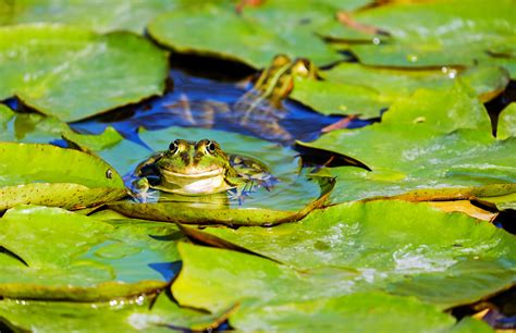 Can frogs go on lily pads?