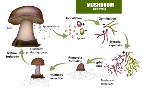 Can fungal spores survive alcohol?