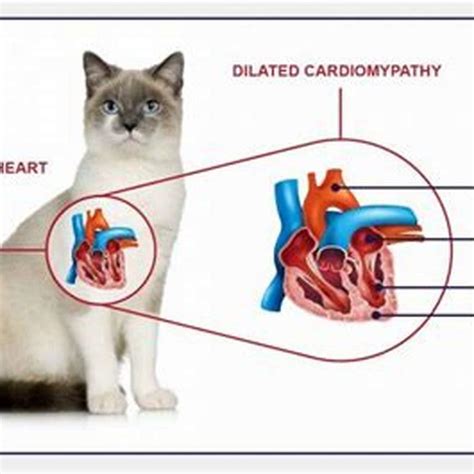 Can gabapentin cause heart problems in cats?
