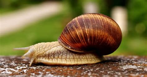 Can garden snails hear?