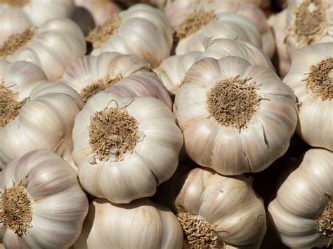 Can garlic be frozen?