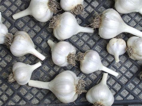 Can garlic be frozen then planted?