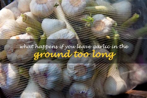 Can garlic be left in the ground too long?