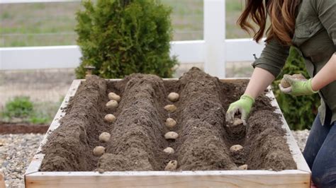 Can garlic be planted next to potatoes?