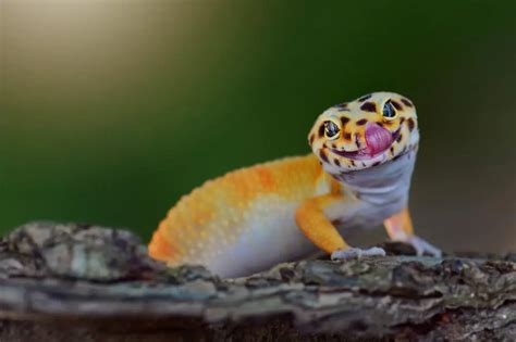 Can geckos be happy?