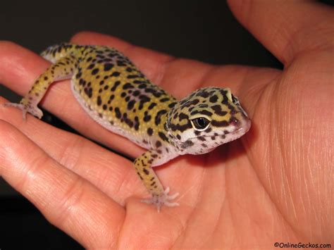 Can geckos be petted?