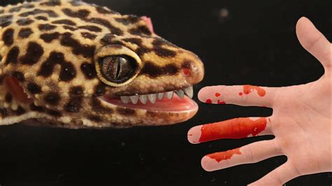 Can geckos bite you?