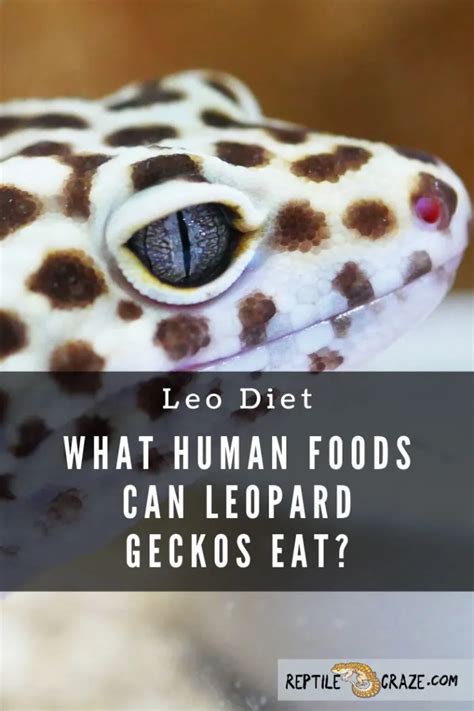 Can geckos eat any human food?