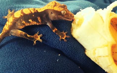 Can geckos eat bananas?