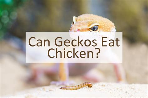 Can geckos eat chicken?