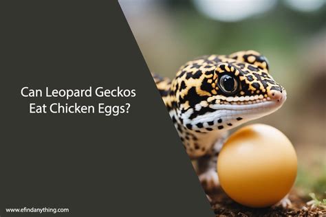 Can geckos eat chicken eggs?