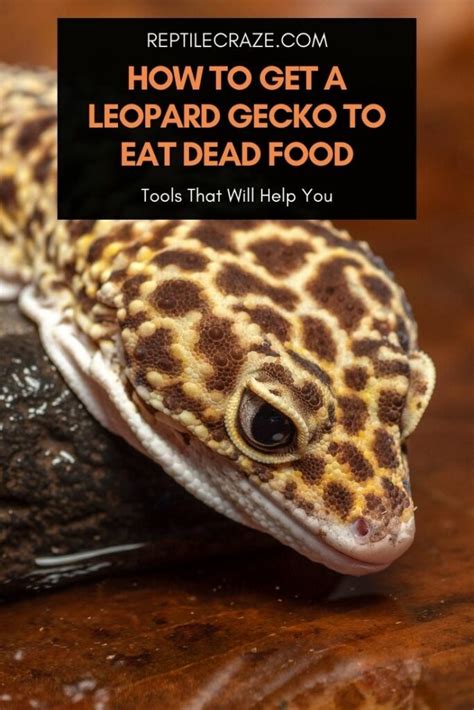 Can geckos eat dead food?