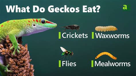 Can geckos eat dead insects?