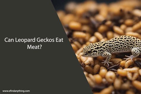 Can geckos eat meat?