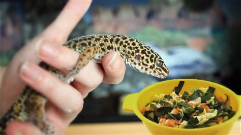 Can geckos eat onion?