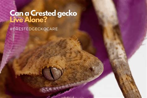 Can geckos feel lonely?