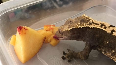 Can geckos live off of fruit?