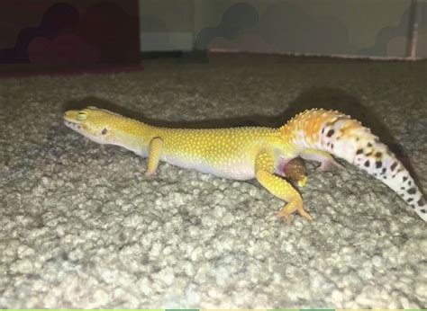 Can geckos make cats sick?