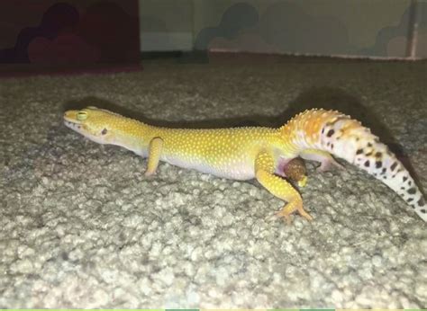 Can geckos make you sick?