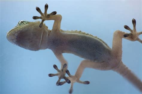 Can geckos walk on ice?