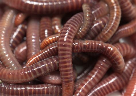 Can giant earthworms bite?