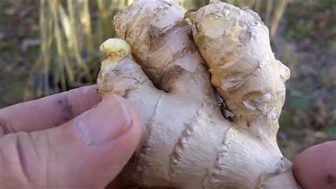 Can ginger remove fungus?