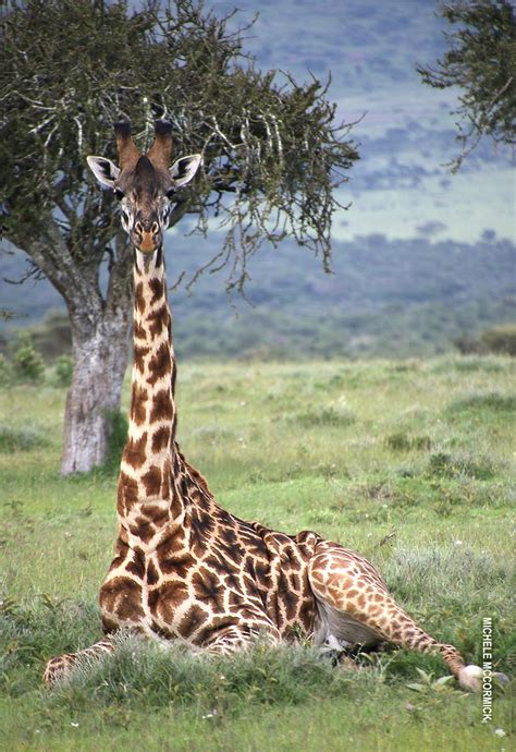 Can giraffes sleep?