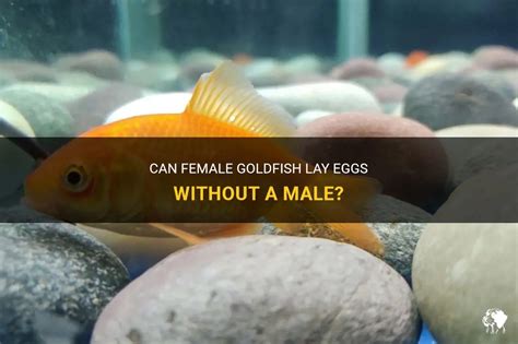 Can goldfish lay eggs without male?