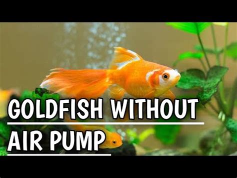 Can goldfish live without a air pump?