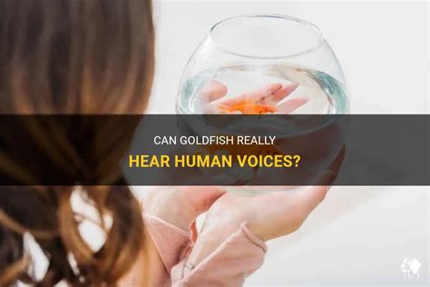 Can goldfish recognize voices?