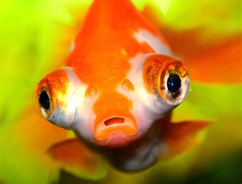 Can goldfish remember your face?