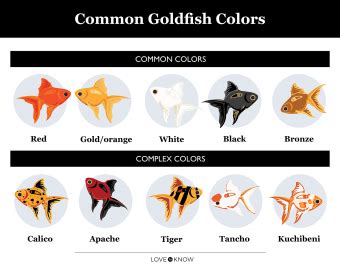 Can goldfish see color?