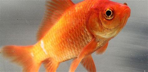 Can goldfish show love?