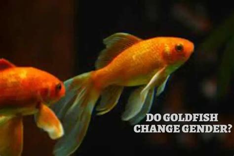 Can goldfish swap genders?