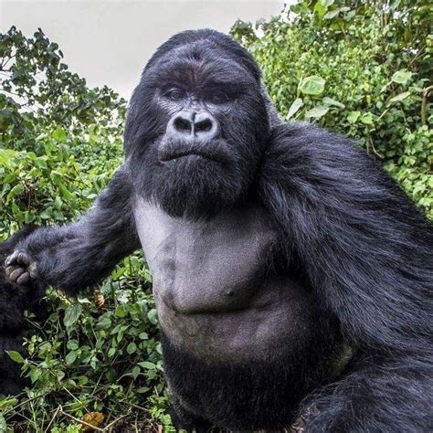 Can gorillas make fists?