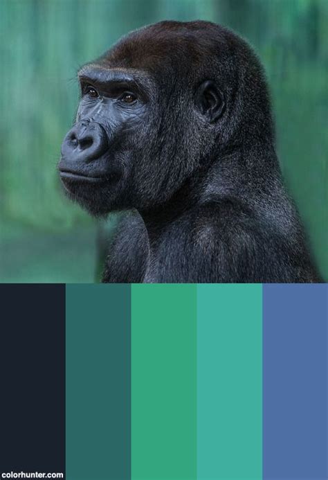 Can gorillas see color?