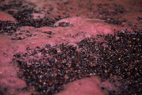 Can grapes ferment on their own?