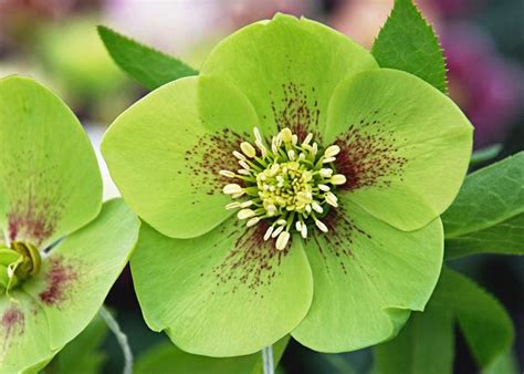 Can green flowers exist?