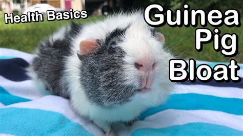 Can guinea pig bloat go away on it's own?
