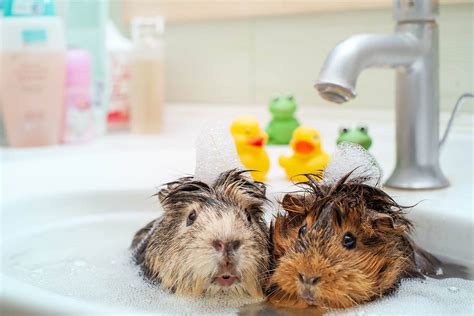 Can guinea pigs bathe in cold water?
