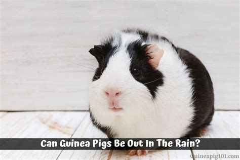Can guinea pigs be left in the rain?