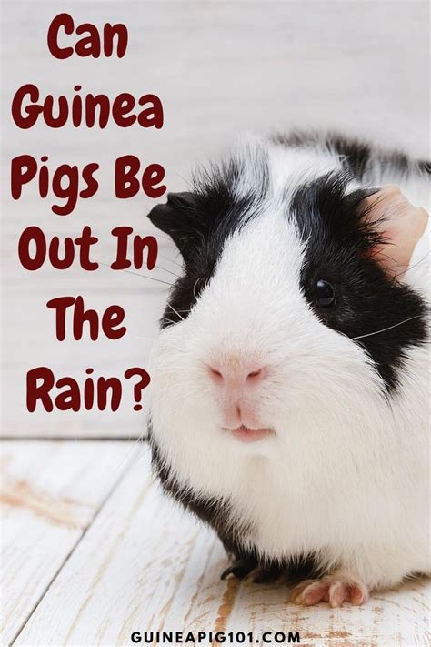 Can guinea pigs get wet in the rain?