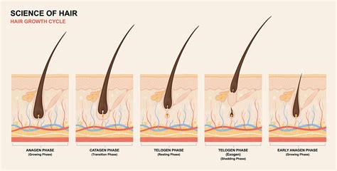 Can hair follicles grow back?