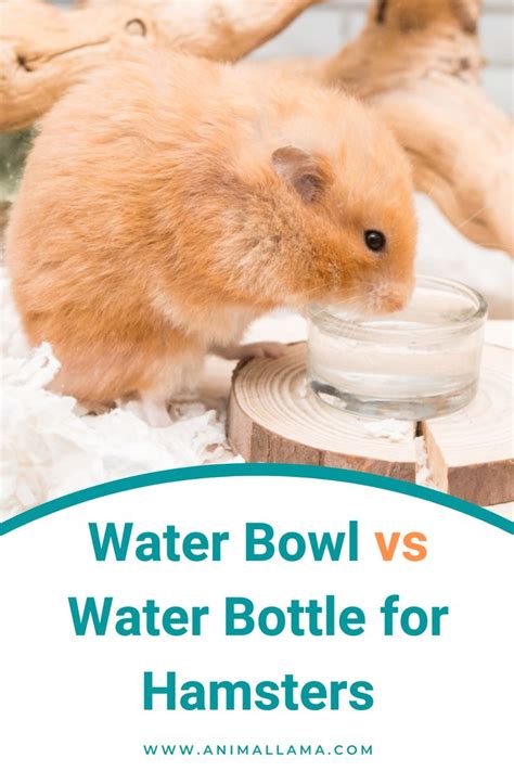 Can hamster drink water from a bowl?