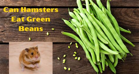 Can hamster eat beans?