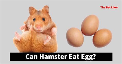 Can hamster eat eggs?
