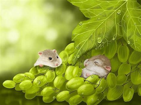 Can hamster eat grapes?