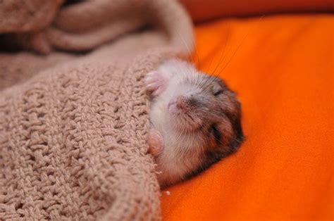 Can hamster sleep without bedding?